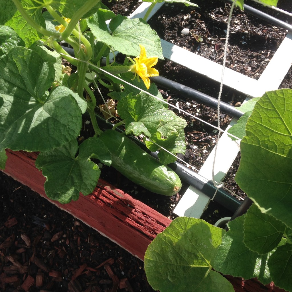 square foot garden planner cucumbers