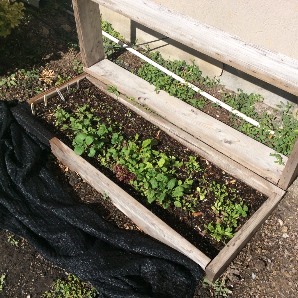 The Wealthy Earth – Page 2 – A square foot gardening blog