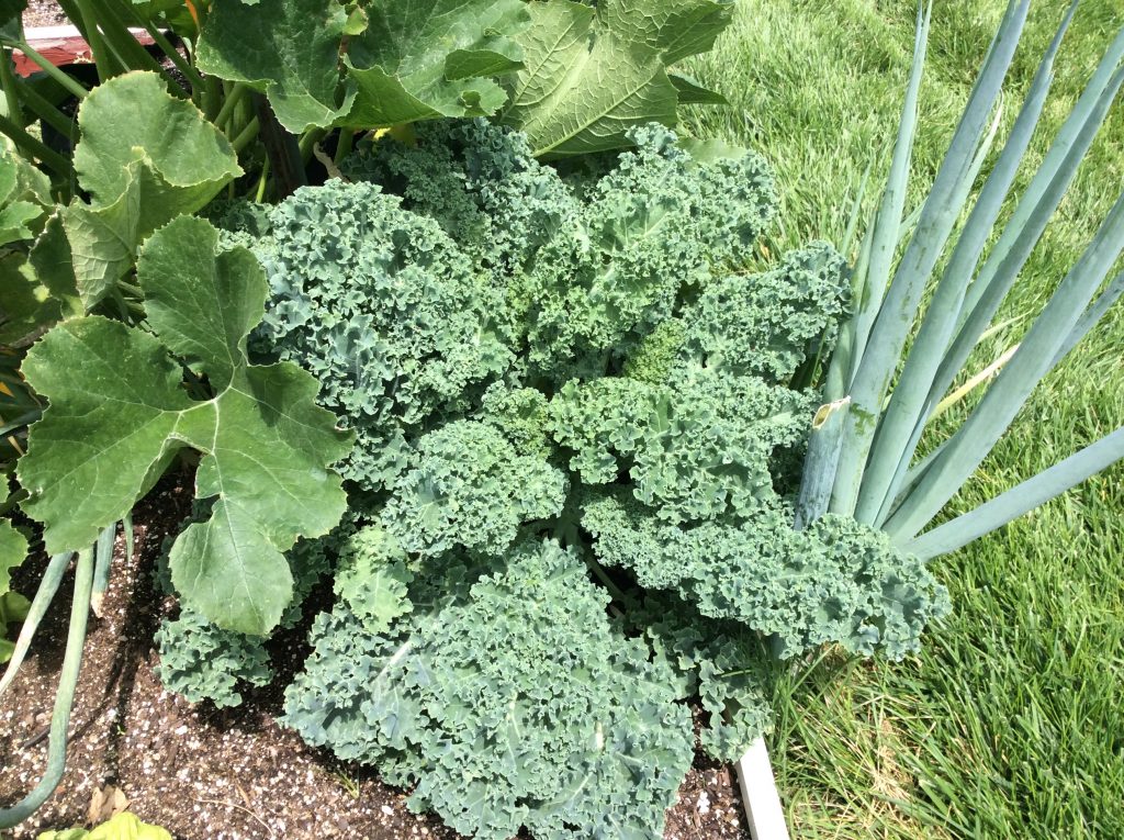 Kale in the summer garden The Wealthy Earth