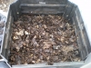 compost-2-weeks