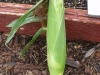 Corn-2012