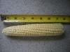 Corn 2-2012