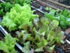 early-spring-lettuce