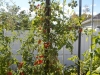 vertical rainbow cherry tomatoes