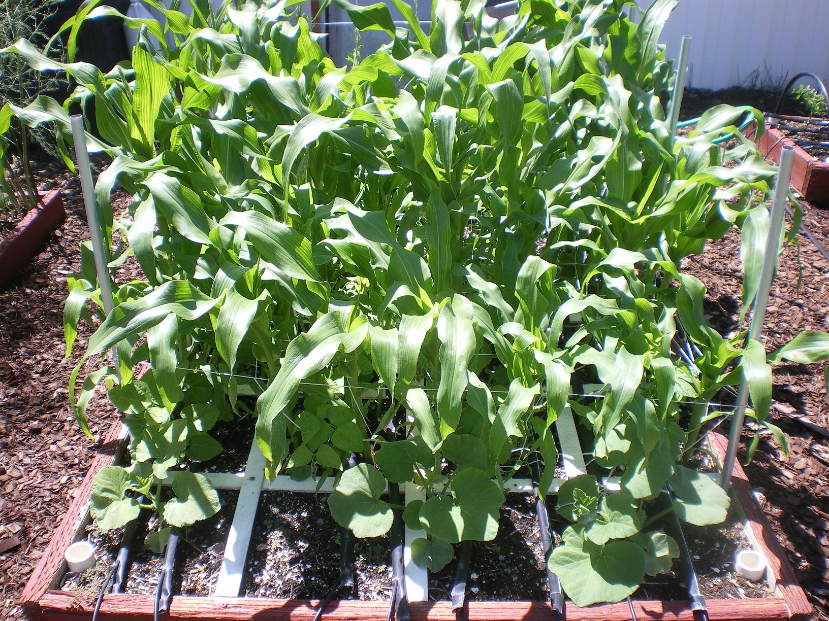 Square Foot Gardening With Corn Corn Growing Gardening