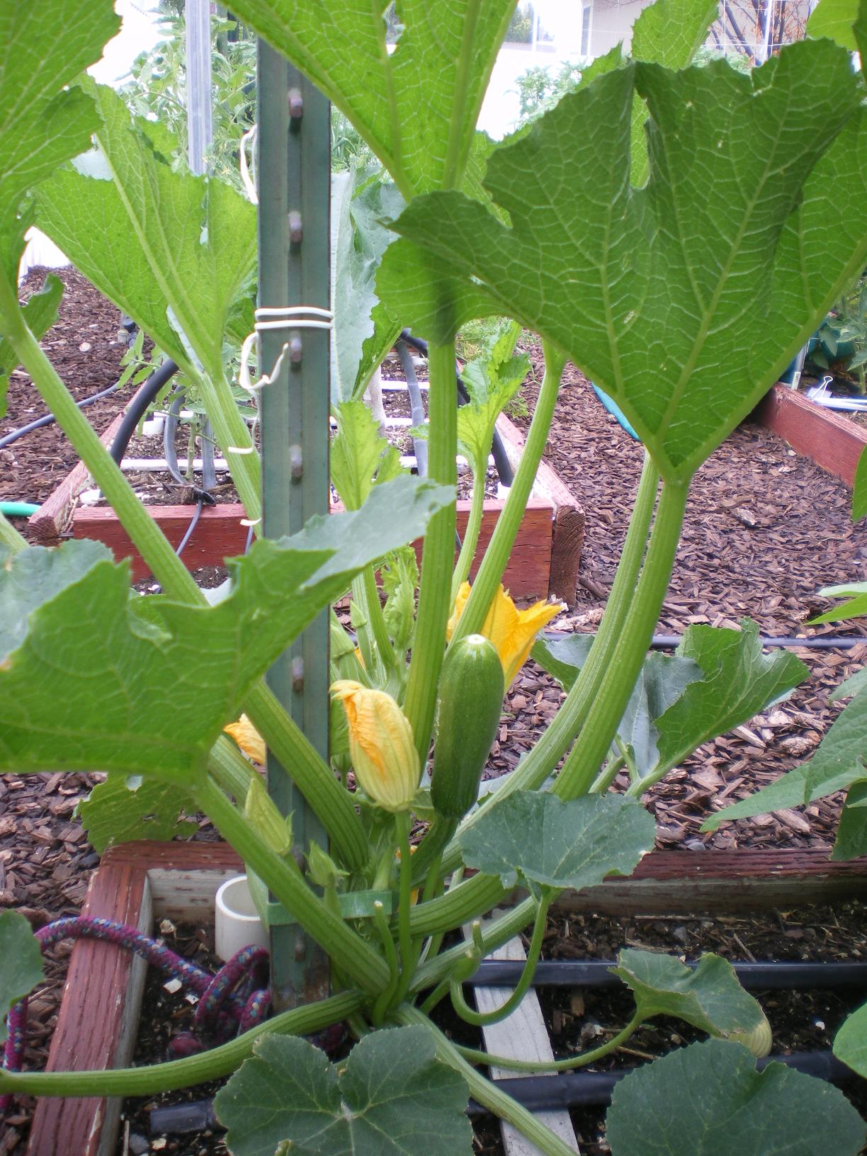 How Many Zucchini Plants Per Square Foot? 