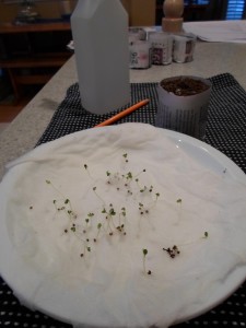 arugula sproutings