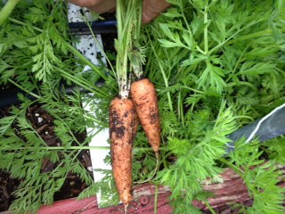 june carrots