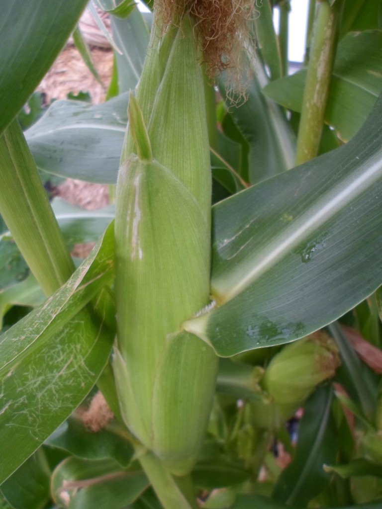 corn-on deck ear