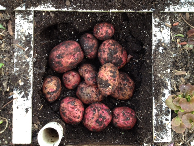 red pontiac potatoes on 123013