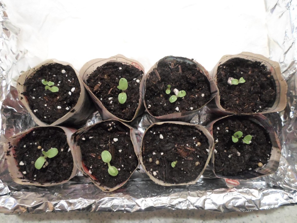 Red cross after 1 week of sprouting 32914