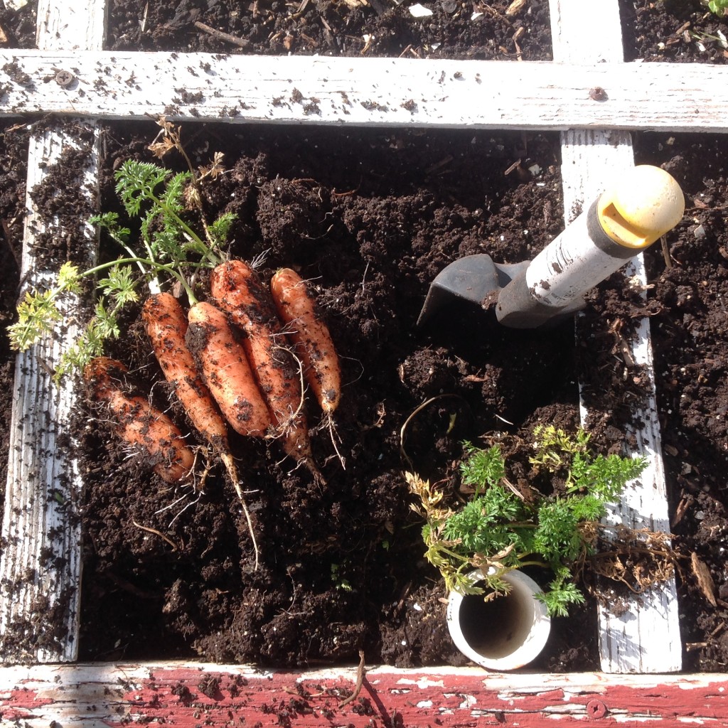 winter carrots in the square foot garden