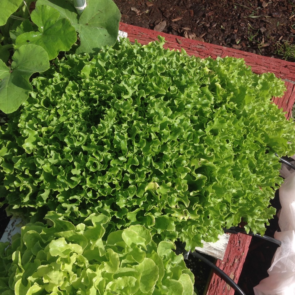 lettuce-no weeding with square foot gardening