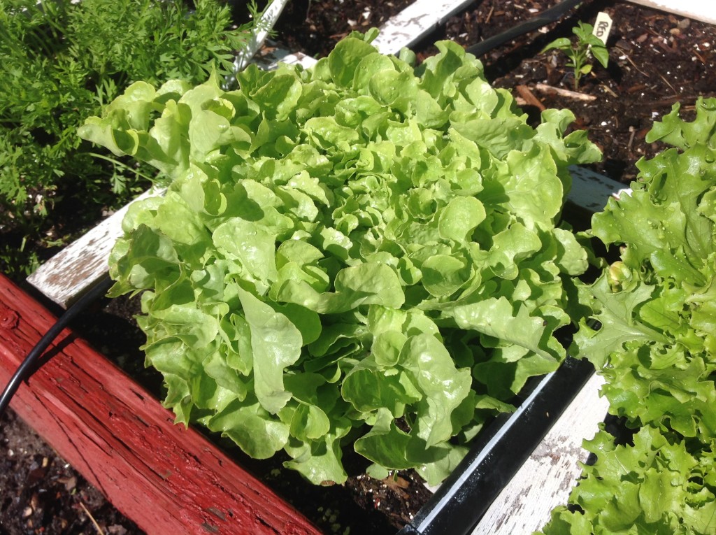 encino lettuce, one per square