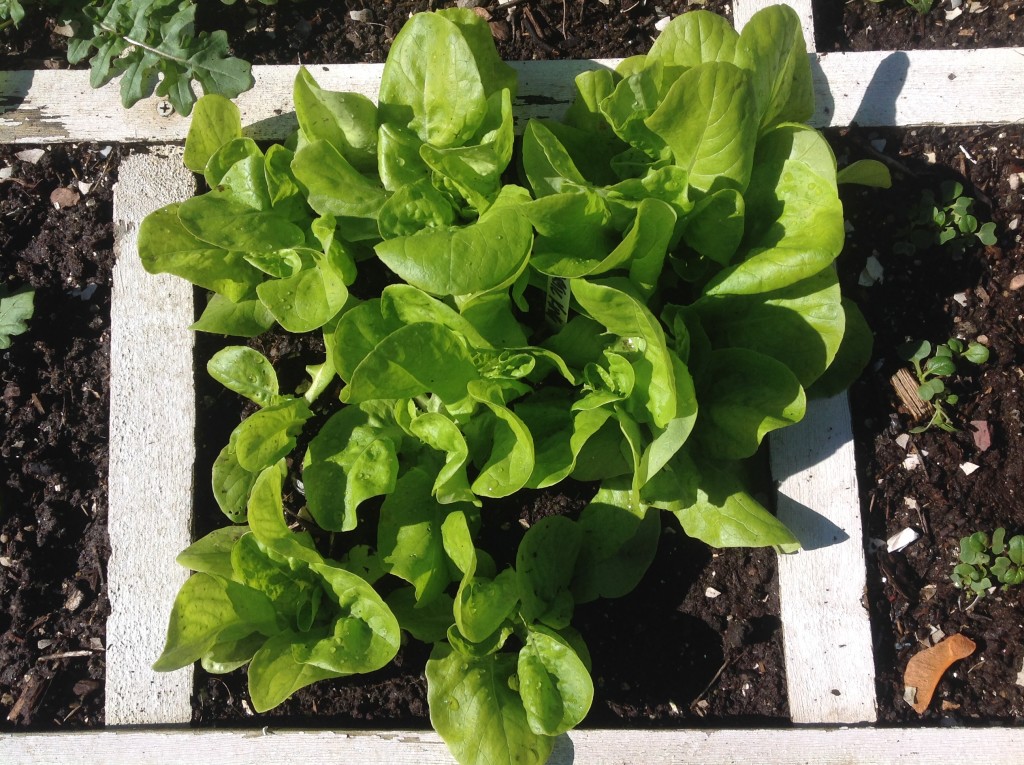 winter lettuce in the square foot garden
