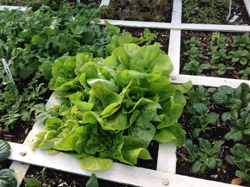 arctic king lettuce