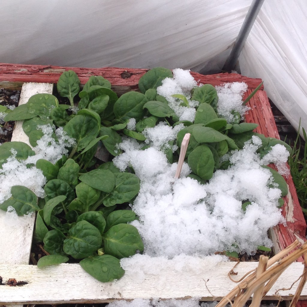 how to water your winter garden with snow