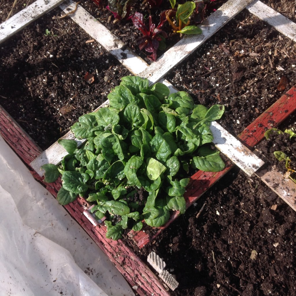 winter spinach in the square foot garden