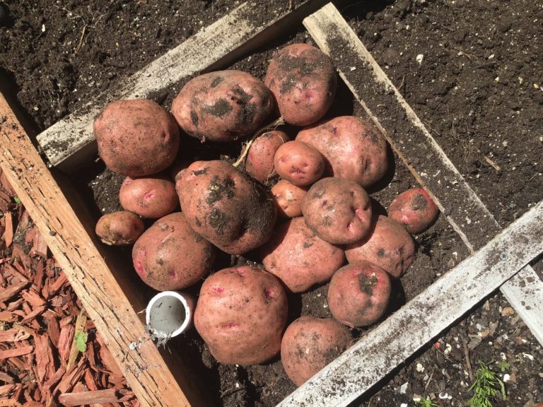 Square foot gardening: potatoes | The Wealthy Earth